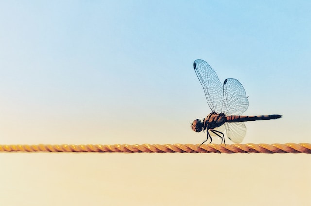 Libelle auf einem Seil als Symbol für systemische Beratung